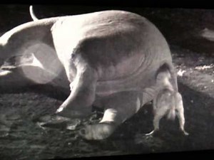 Elephant Hyena Arse Dinner