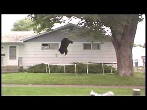 Bear Bounces Off Trampoline