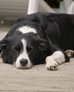 167K views · 886 reactions | This isn’t how training was supposed to go... #dogtraining #dogsbehavingverybadly #dogsbehavingbadly #BorderCollie #bordercolliepuppy | Dogs Behaving Very Badly | Facebook