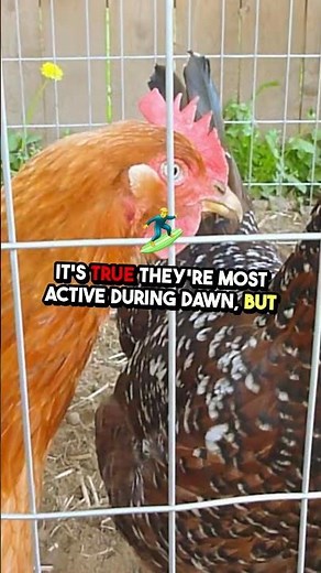 🐓 Why Do Roosters Crow? The Fascinating Truth Behind Their Calls! 🌅🎤