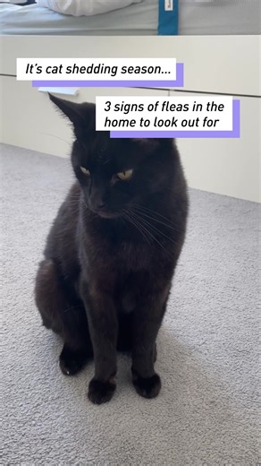 130 reactions |  It’s that time of year when owning a cat can feel a...