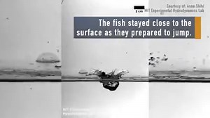 Archerfish launch well-aimed water jets to stun their insect prey — but that's not the only trick in their hunting arsenal. https://goo.gl/a9jR1i | LiveScience