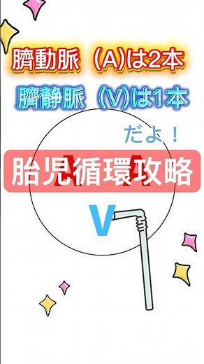 胎児循環が分かる！/胎児循環を攻略する図を教えます！#看護師国家試験 #看護師国家試験対策 #第115回看護師国家試験 #ナスステ #胎児循環