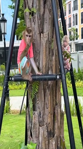 Monkey Kaka and Monkey Mit wearing helmets like humans is so cute#4008.#Babymonkey #travel #milliondollarlisting #jordan #heels #cashflip #artist #971ampradio #supportblackbusiness #sharks #moodring #millionairemindset #joeblow #freestyle #ask #art #supreme #stunting #real923 #money #millionaire #highheels #djvlad #artistsoninstagram #airmax97 #supportsmallbusiness #spade #rap #animals #monke | Macaque Video