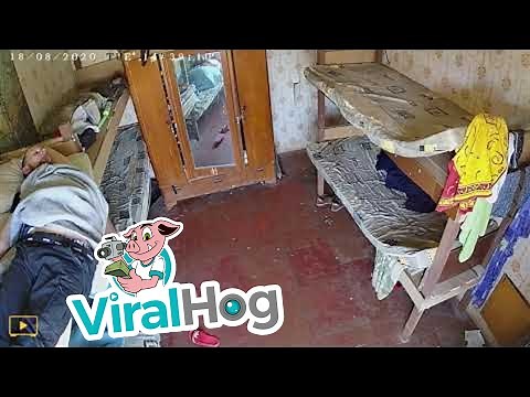 Bad Way to Wake Up || ViralHog