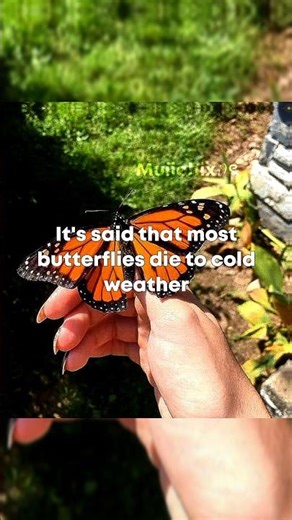 Most Butterflies.... #fypシ #demonslayer #viral