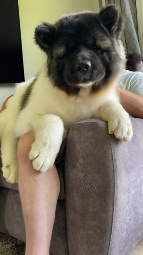 Heartwarming Bond with Akita - Watch the Cutest Dog Videos!