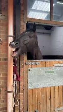 10 Facts about the Household Cavalry Horses
