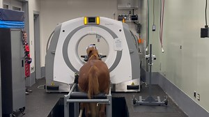 GAME-CHANGER: The #NCStateVetMed Hospital has installed standing CT equipment that allows our equine experts to scan horses without having to put the animals under general anesthesia. "It's fantastic," says Dr. Timo Prange, associate professor of equine surgery. Read more: go.ncsu.edu/standingct | NC State College of Veterinary Medicine & Veterinary Hospital