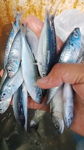 Naa ta ani ron‼️ Masabaw, paksiw, kilaw🤤 Mga 6kgs ra ni ☺️ MIX--150/KL‼️ 2kgs up 140/KL‼️ Free delivery ta ‼️‼️ | Irish Ramon Bandaan