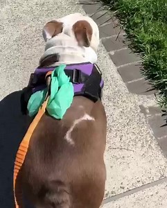 6.1K views · 158 reactions |  Honey is a nearly 5 year old female...