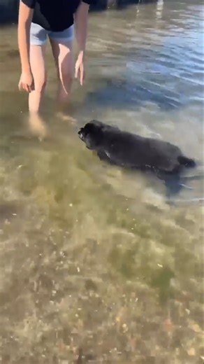 A dog’s first swim in the ocean is pure joy