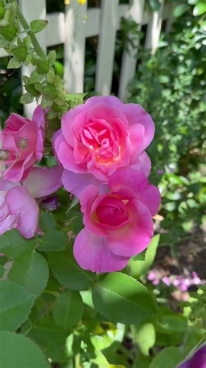 English shrub rose ‘Hyde hall’ from DARs #gardenerben