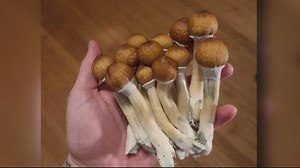Could magic mushrooms be decriminalized in Michigan? Advocates push to get issue on ballot