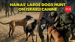 Hamas' 'large dogs' dominate! Israel will bolster its combat capabilities in Gaza war with European-trained Canines Israel is procuring combat-trained dogs from Europe for deployment in the Gaza war after the IDF's 'Oketz' unit dogs faced challenges against Hamas' large dogs. Watch the video. | The Times of India