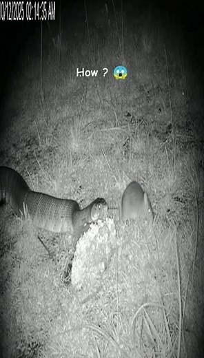 Deadly Snake vs Mouse Nature’s Most Intense Predator Attack Caught on Camera #snake #mouse #shorts