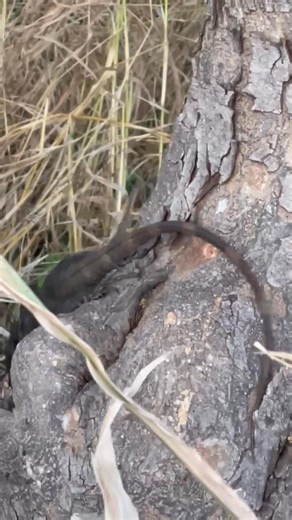 Iguana Negra. La iguana negra es una especie de iguana de la familia Iguanidae que habita el oeste de México, donde se distribuye desde el sur de Sonora hasta Quintana Roo, penetrando la cuenca del Balsas hasta Morelos, Puebla y el Estado de México | Martin Garcia Leon