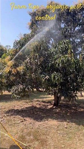 Keeping pests away from the mango trees, naturally🥭 #shortsviral #organicfarming |@AmrithaJeganath