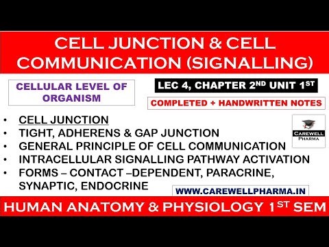 Cell Junction || Cell Communication || L4 Ch2 Unit 1 || hap 1st semester b pharmacy || Carewell P.