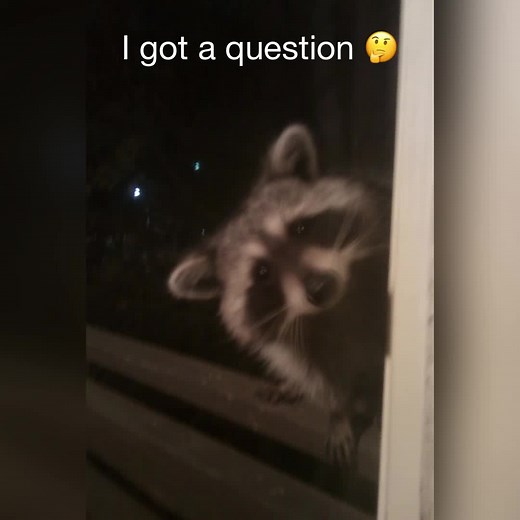 Silly Raccoon Eating Watermelon | Funniest Moments