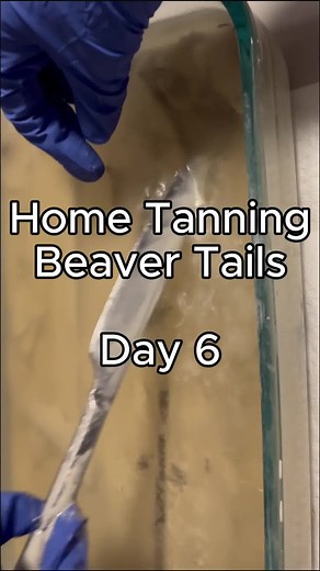 Home Tanning Beaver Tails Day 6 I thought they were ready for scrubbing, but they were not! They're returned to the lime soak. See you tomorrow! | Darling Leather And Fur