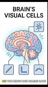 CNNs for Vision (How AI Sees Images)