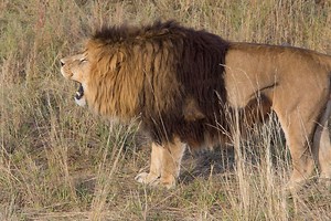 We are celebrating International Lion Day by posting this video that shows some of the 80 rescued African Lions we currently care for. We are honored to be able to restore their lives and give them the ability to live in natural family groups - and we want to thank everyone who helps support our work important with these incredibly majestic beings. #WorldLionDay #InternationalAfricanLionDay #WildAnimalSanctuary | The Wild Animal Sanctuary