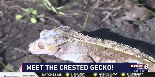 Zoo Buddy: Crested Geckos!