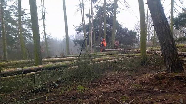 When Things Go Wrong in the Forest | Wenn es im Wald schiefgeht | Když se v lese nedaří 😅🌲