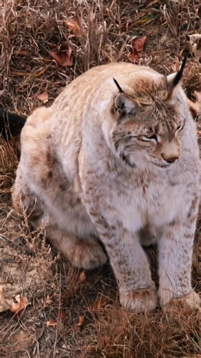 Observing a Lynx in Action at Wild Animal Sanctuary