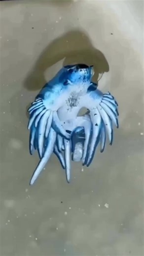 Exploring the Colorful World of Nudibranchs