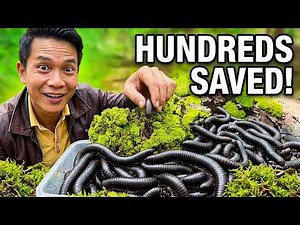 Catch and Catch & Release Hundreds of Giant Millipedes to a New Habitat 🐛🌿