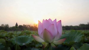 Download Time Lapse of a Lotus Flower Opening at Sunrise on a Calm Pond for free