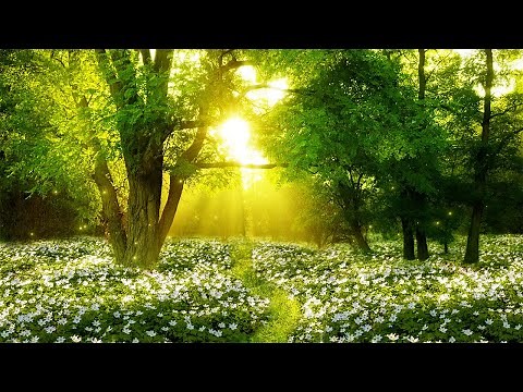 Relaxing Music and Nature Sounds: Birds Chirping, Sleep Music, Relaxing Piano, Meditation Music