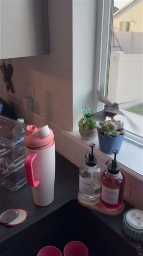 Rescuing a trapped bird from my kitchen!