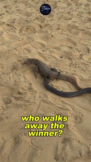 Snake vs Monitor Lizard… Who Actually Wins