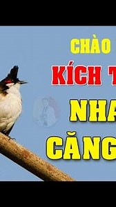 Chào mào mái hót kích trống #chaomaomai