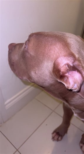 NaughtyTeddi (@naughtyteddi)’s videos with original sound - NaughtyTeddi