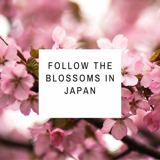 210 reactions · 25 shares | Super Travels presents Japan Spring...