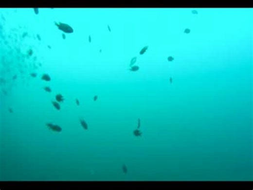 ソニーのアクションカムで水中撮影ｗ