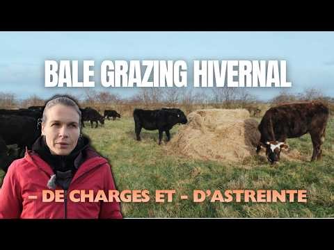 BALE GRAZING HIVERNAL : retour d’expérience en élevage bovin