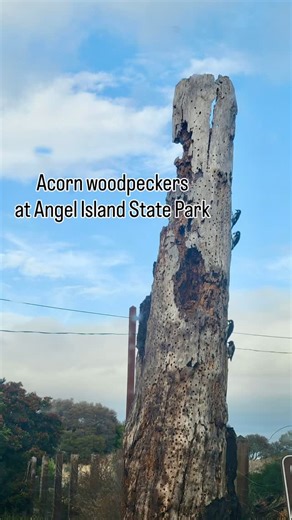 At first glance this dead Monterey Pine tree trunk might look a little ominous, but in fact it’s an important food pantry, or rather acorn “granary”, for a local band of acorn woodpeckers at the historic immigration station on Angel Island. Acorn woodpeckers live communally in groups of 8-14, gathering acorns from the native California live oak. They pound each acorn often into individual holes. As the acorns dry and shrink they become fair game to scrub jays and other opportunists. So the acorn