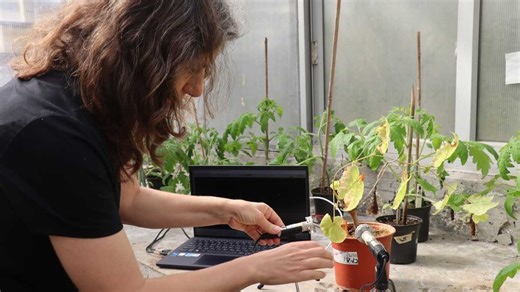 Plants aren't silent. They make clicking sounds, a study finds
