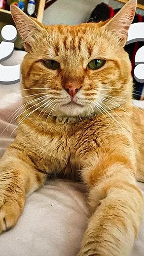 Anécdota divertida de un gato llamado Bato