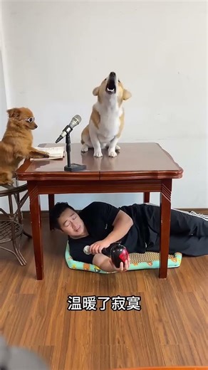 Human-Dog Chorus, The Dog Sings Better Than Me🐶🎶🐶🎶 #cute #funny #dog