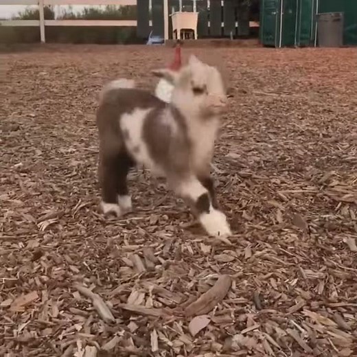 Dancing baby goat