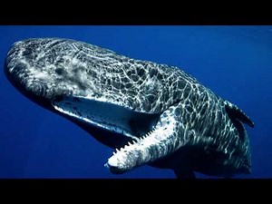 SPERM WHALE VS GIANT SQUID