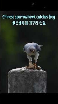 Chinese sparrowhawk catches frog. 붉은배새매 개구리 손질.