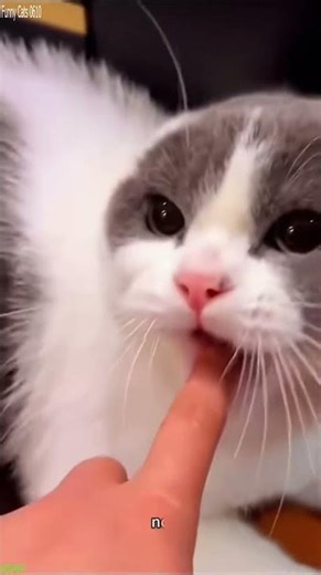Funny Pets 😾 Kitten meowing 🐱 # Episode 9791