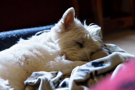 5 rasa pasa koje poznati veterinar nikako ne preporučuje novim vlasnicima – a evo i zašto